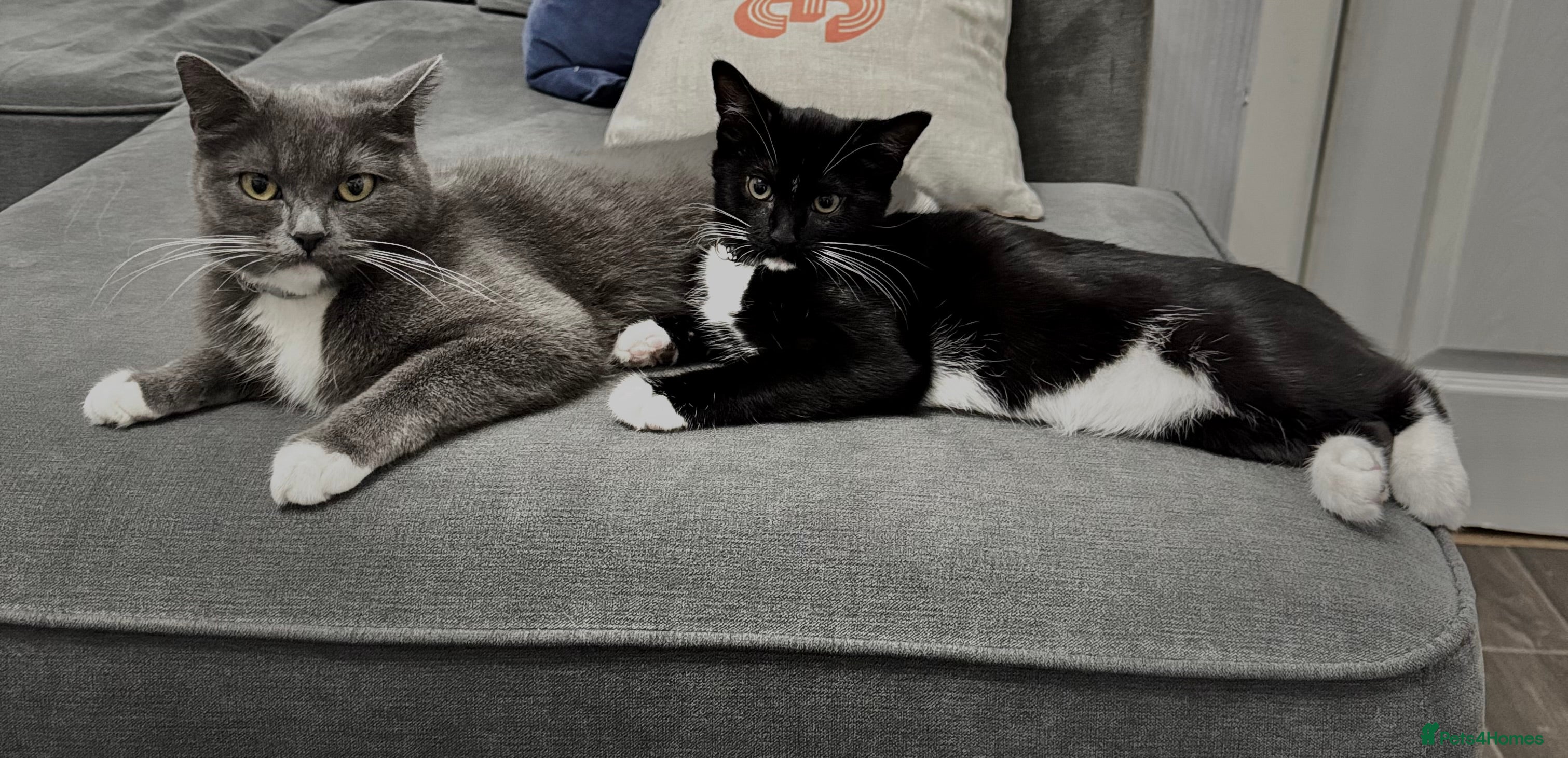 British Shorthair cats Cute kittens for sale - Advert 1