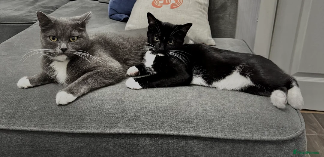 British Shorthair cats for sale: Cute kittens for sale - Advert 1