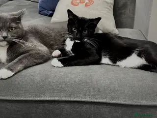 British Shorthair cats Cute kittens for sale - Advert 2