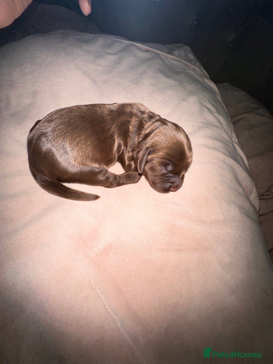 Cockapoo dogs for sale: Beautiful Cockerpoo puppies - Image 23