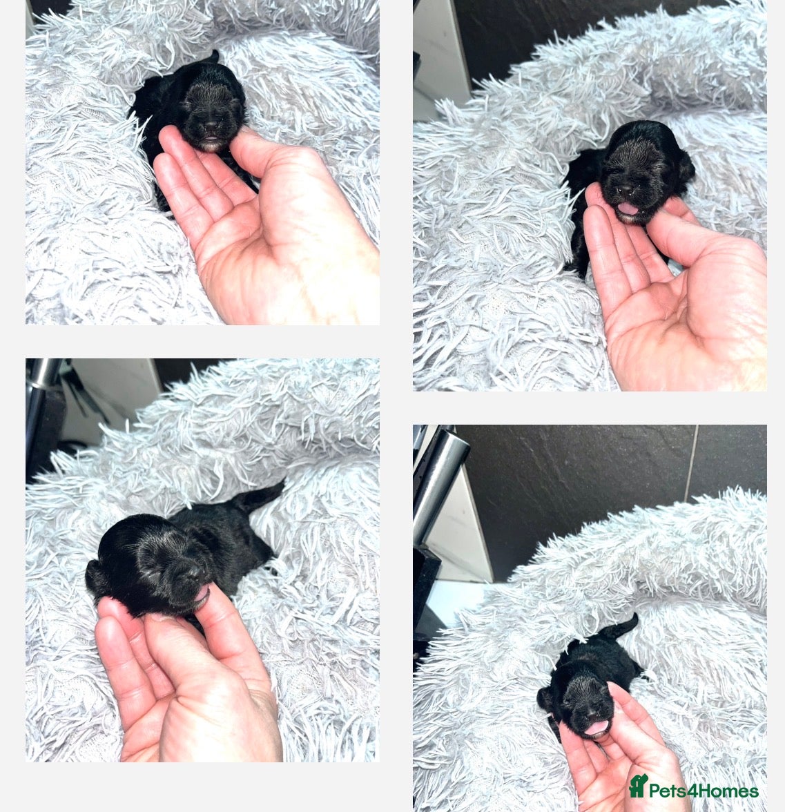 Shihpoo dogs Toy Shihpoo puppies  - Advert 10