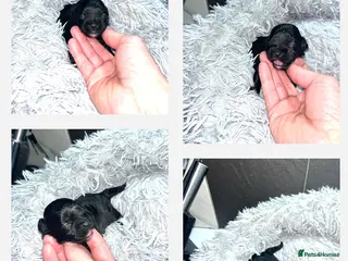 Shihpoo dogs Toy Shihpoo puppies - Advert 10