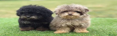 Toy Poodle 1