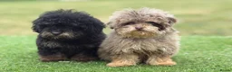 Toy Poodle dogs for sale: Beautiful toy poodle puppies  - Advert 3