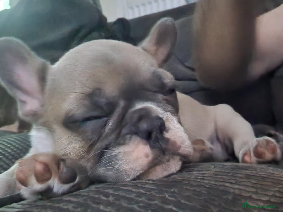 French Bulldog dogs for sale: French bulldog - Image 14