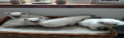 Ragdoll cats for sale: Blue point Ragdoll kittens  in Dingwall - Advert 8