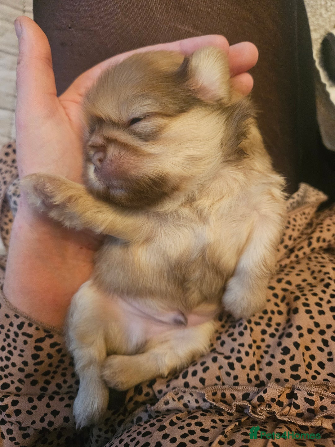 Shih Tzu dogs for sale: Imperial Shih Tzu Puppies - Advert 11