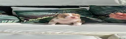 American Bully dogs for sale: ABKC registered Pocket Bully puppies  - Advert 2
