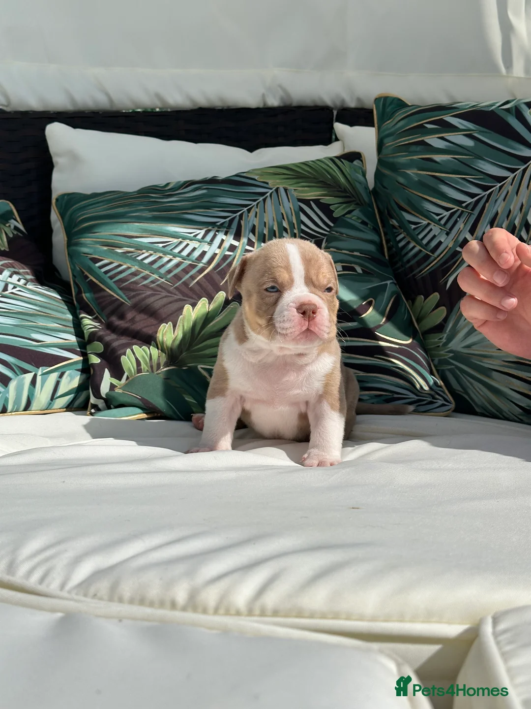 American Bully dogs for sale: ABKC registered Pocket Bully puppies  - Advert 2
