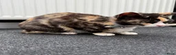 Mixed Breed cats for sale: Willow  in Keighley - Advert 4