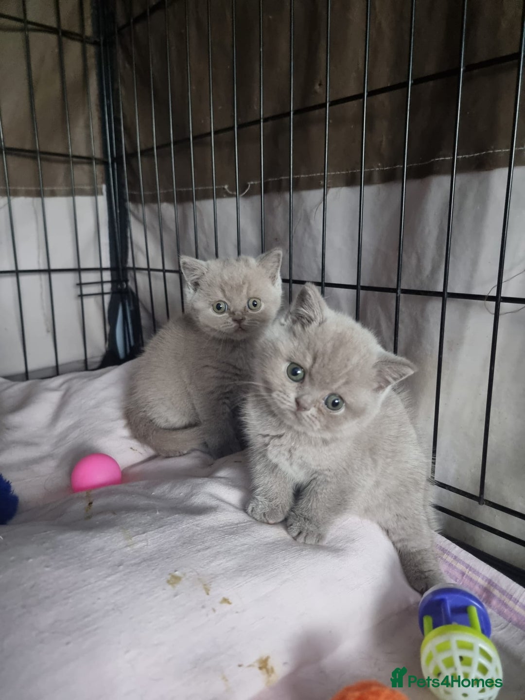 British Shorthair cats for sale: Lilac & Blue BSH Kittens Healthy GCCF Pedigree  - Image 3