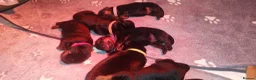 Rottweiler dogs for sale: Rottweiler puppies for sale - Advert 4
