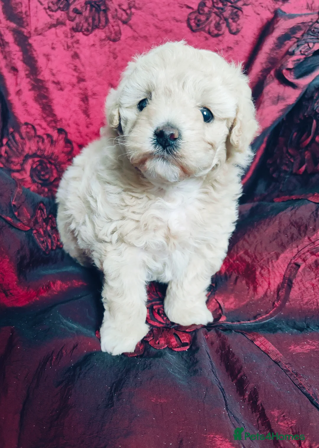 Cavapoo dogs for sale: Adorable Cavapoo Girl Cream/White, Ready soon  - Advert 5