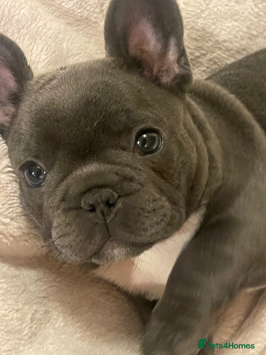 French Bulldog dogs for sale:  Adorable French Bulldog Puppies ❤️🐾 - Advert 18