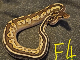 Python Snake reptiles CB25 Royal python hatchlings - Advert 14