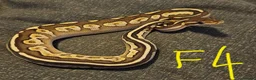 Python Snake reptiles for sale: CB25 Royal python hatchlings - Advert 3