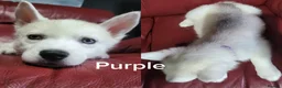 Siberian Husky dogs for sale: Beautiful Siberian husky Pups, Rare Eye Colour - Advert 10
