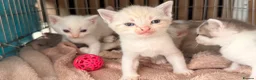 Mixed Breed cats for sale: 3 boys and 2 girls - Advert 9