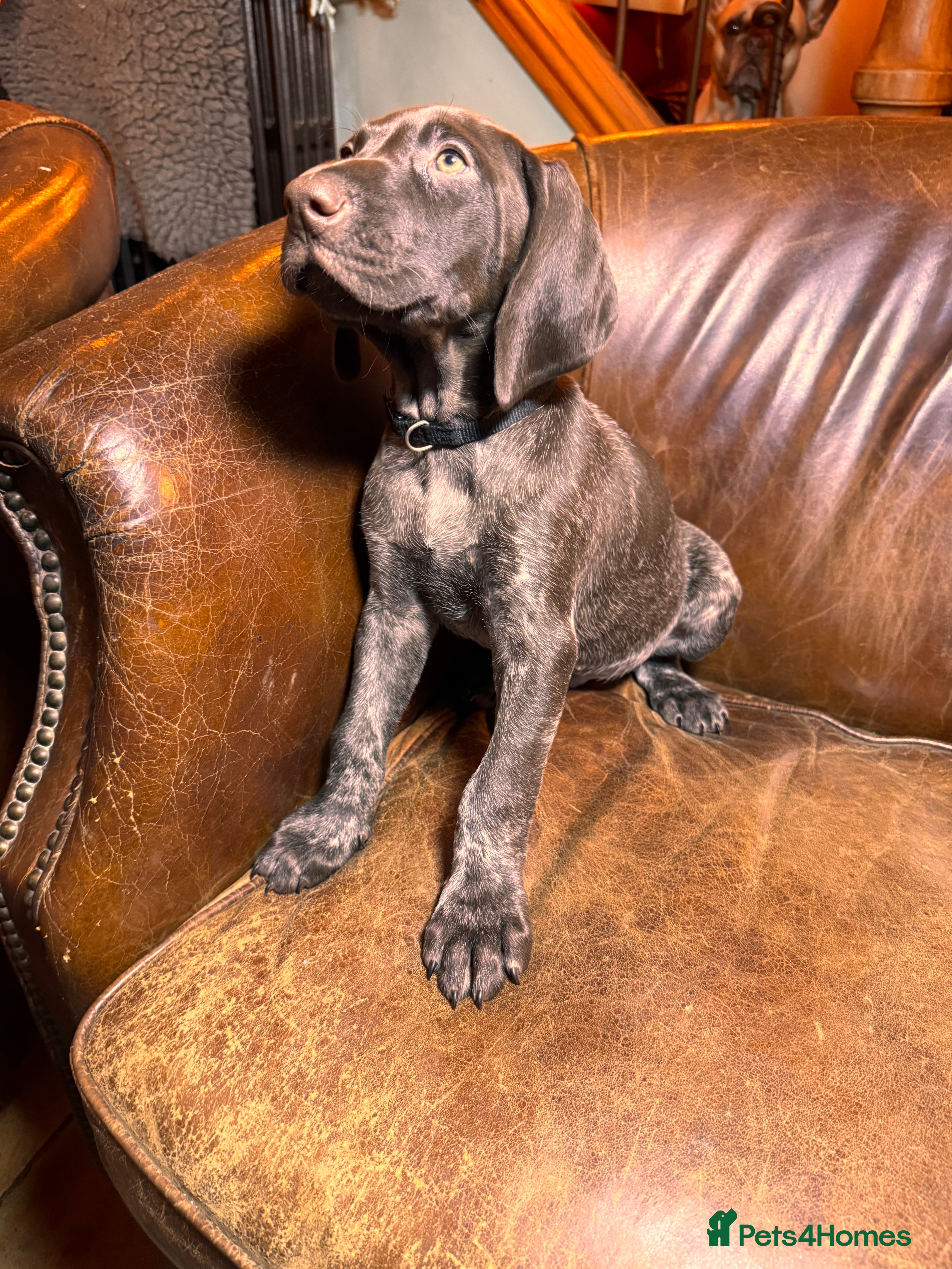 German Shorthaired Pointer dogs KC Reg Champ blood Lines GSP Pointer Pups - Leeds - Advert 1