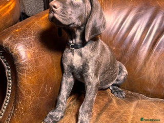 German Shorthaired Pointer dogs KC Reg Champ blood Lines GSP Pointer Pups - Leeds - Advert 1