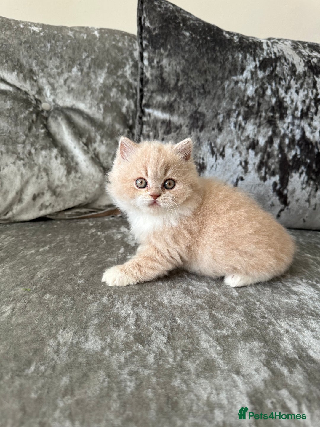 British Shorthair cats for sale:  🦁 Stunning Registered BSH /BLH Champion Lines 🦁 - Image 14