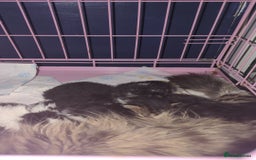 Mixed Breed cats for sale: Fluffy kitten - Image 11
