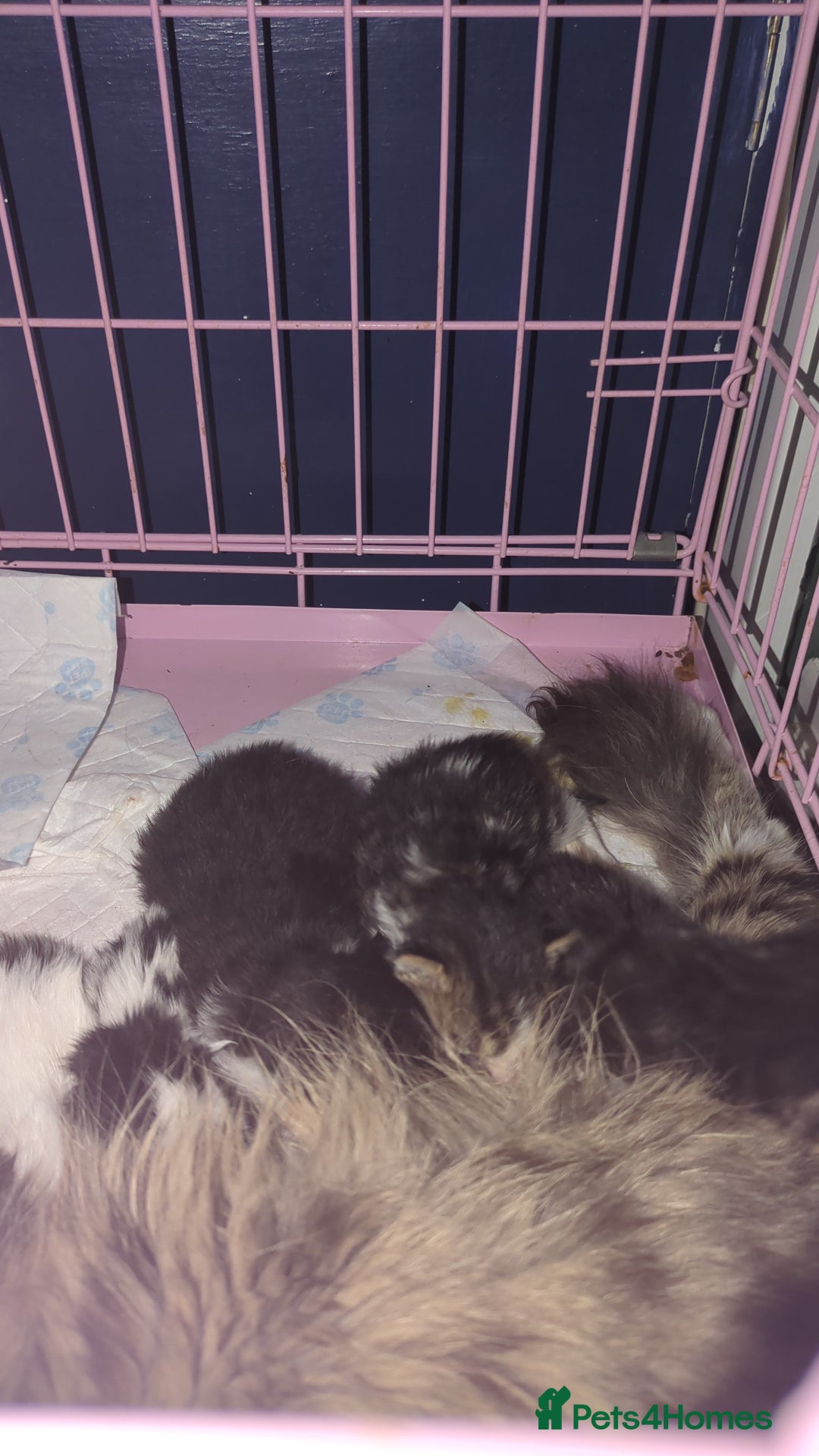 Mixed Breed cats for sale: Fluffy kitten - Image 11