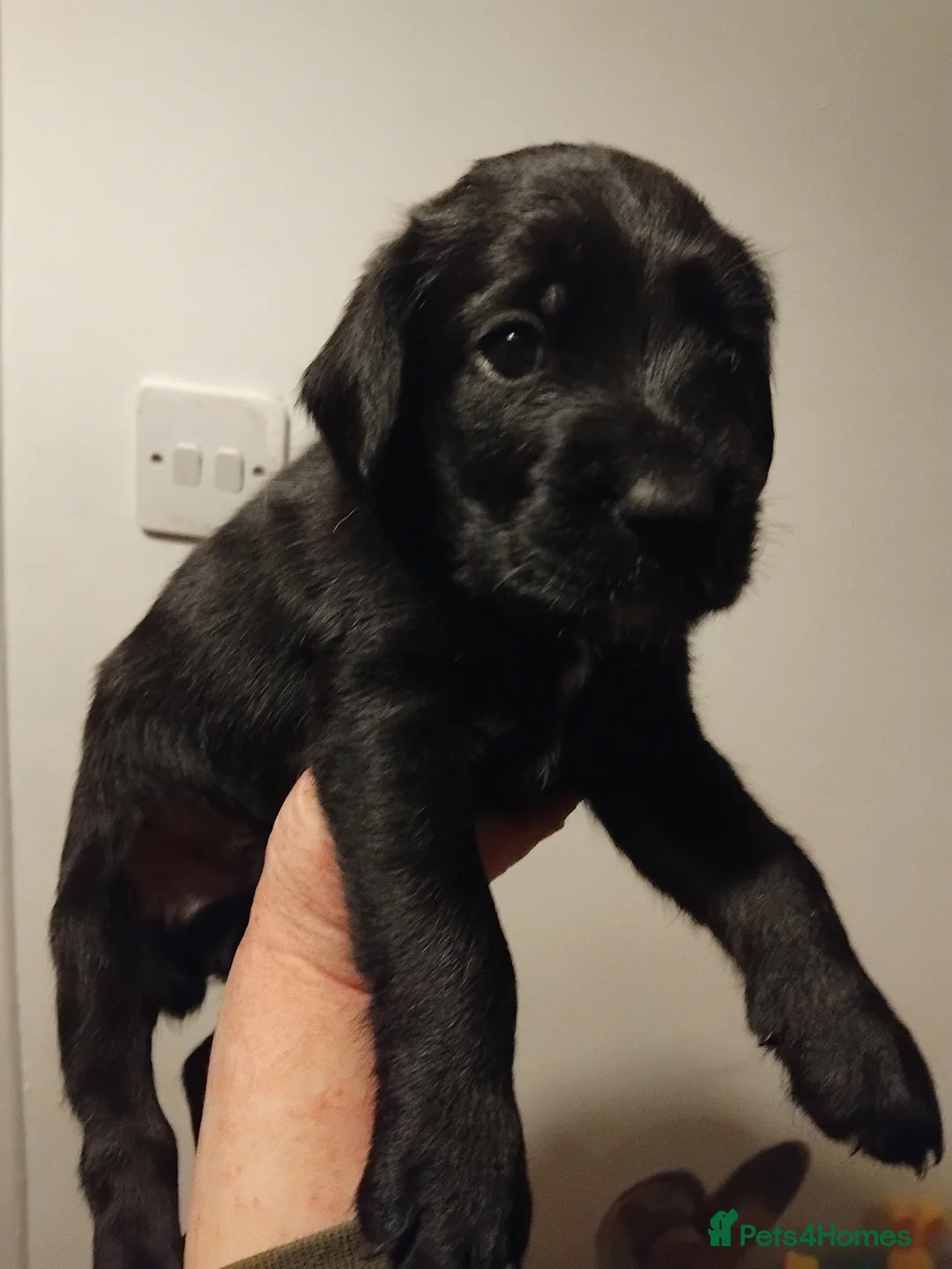 Mixed Breed dogs for sale: German Wirehaired Pointer x Springer Spaniel Pups - Advert 2