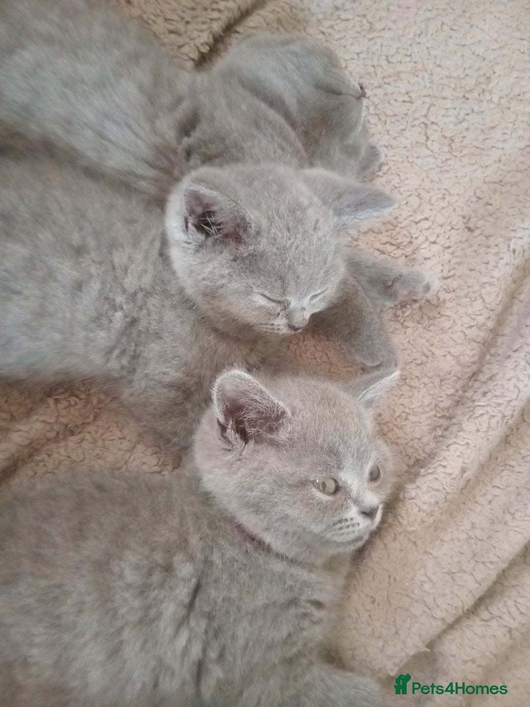 British Shorthair cats for sale: BRITISH SHORT HAIR KITTENS  in Gloucester - Image 15