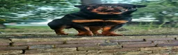 Rottweiler dogs for sale: Paalo - Advert 4