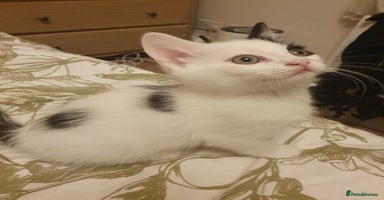 Mixed Breed cats - Advert 11