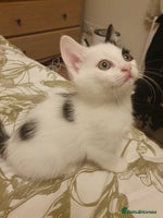 Mixed Breed cats - Advert 11