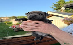 Staffordshire Bull Terrier dogs for sale: Champion Blue Staffordshire Bull Terrier Puppies - Image 5