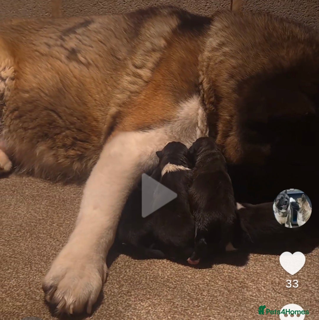 Akita dogs for sale: KC REGISTERED BEAR HEAD AMERICAN AKITA FEMALE PUPS - Image 16