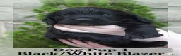 Cocker Spaniel dogs for sale: Champion Line Working Cocker Spaniel Puppies  in Bacup - Advert 7