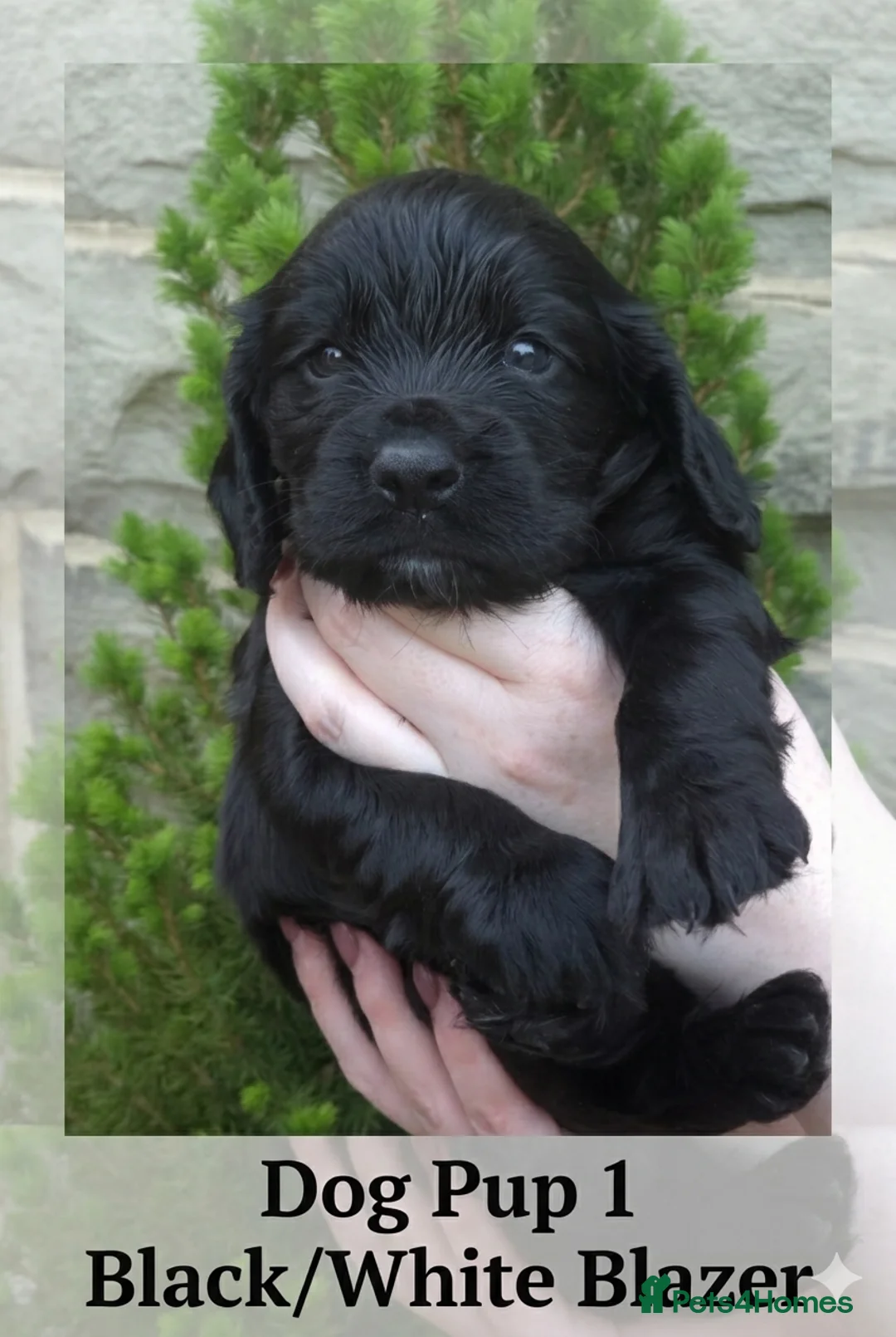 Cocker Spaniel dogs for sale: Champion Line Working Cocker Spaniel Puppies  in Bacup - Advert 7