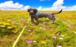 Dachshund dogs for stud: Standard wirehaired dachshund stud  - Image 1