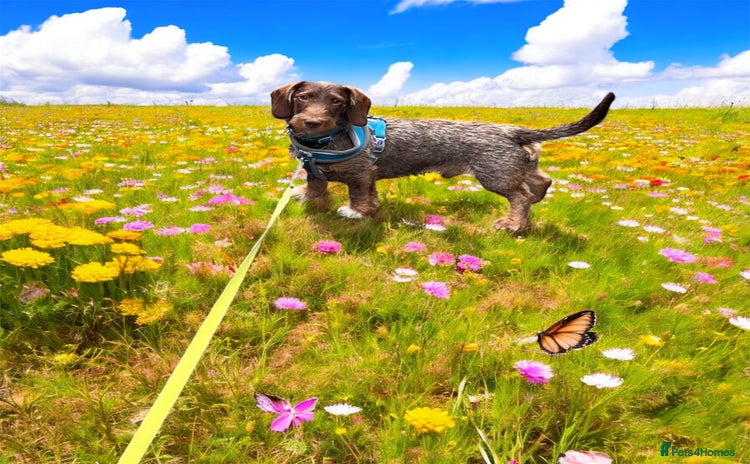 Dachshund dogs - Advert 14