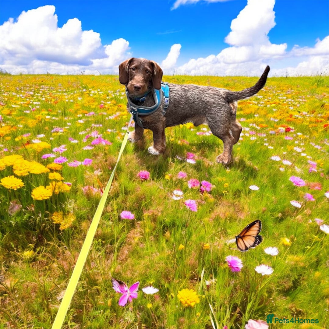 Dachshund dogs for stud: Standard wirehaired dachshund stud  - Image 1