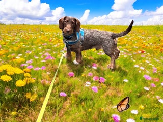 Dachshund dogs - Advert 27