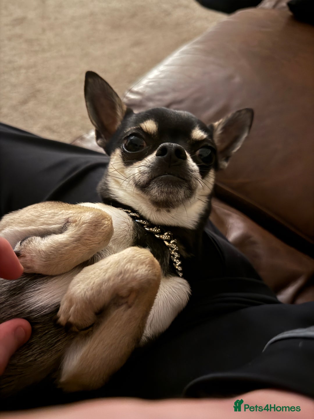 Chihuahua dogs for sale: Chihuahua named pablo - Advert 1