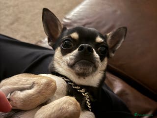 Chihuahua dogs Chihuahua named pablo - Advert 1