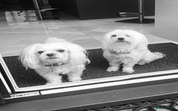 Maltese dogs for sale: 🌟KC STUNNING half-Korean Maltese puppies 🌟 - Image 27