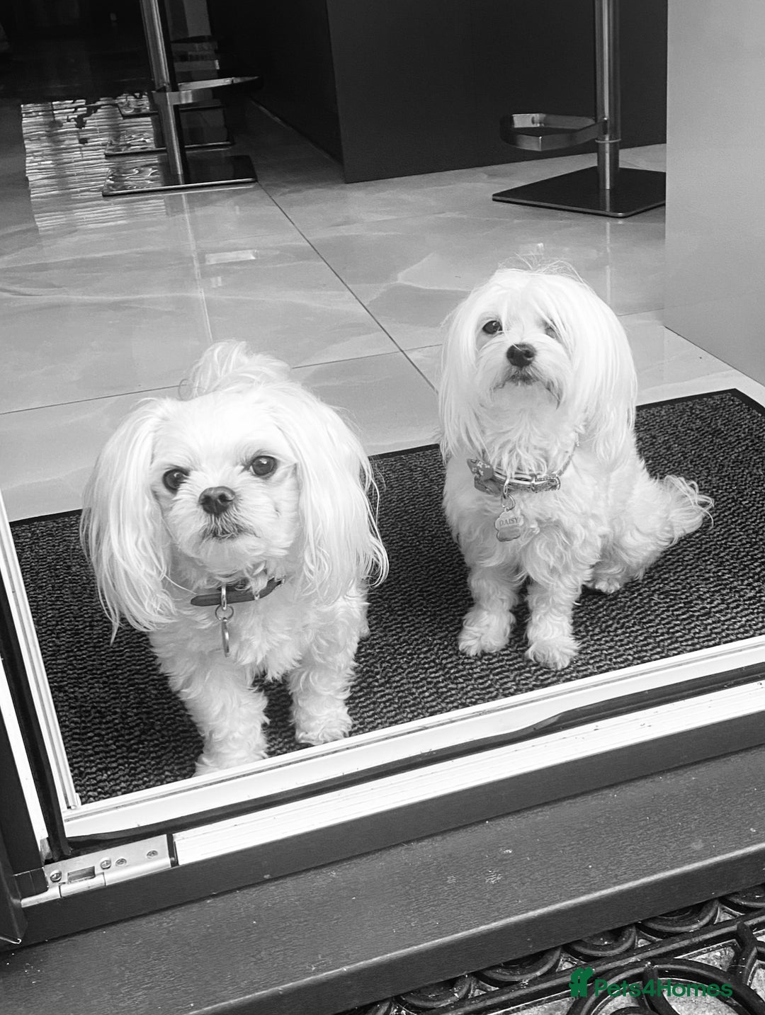 Maltese dogs for sale: 🌟KC STUNNING half-Korean Maltese puppies 🌟 - Image 27