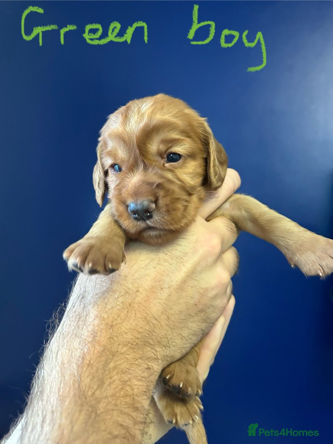 Cocker Spaniel dogs for sale: working cocker spaniel puppies - Image 10