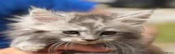 Maine Coon cats for sale: TICA active reg mainecoon kittens - Advert 8