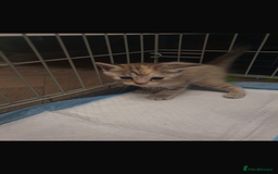 Bengal cats for sale: Cross bengal kittens  - Image 2