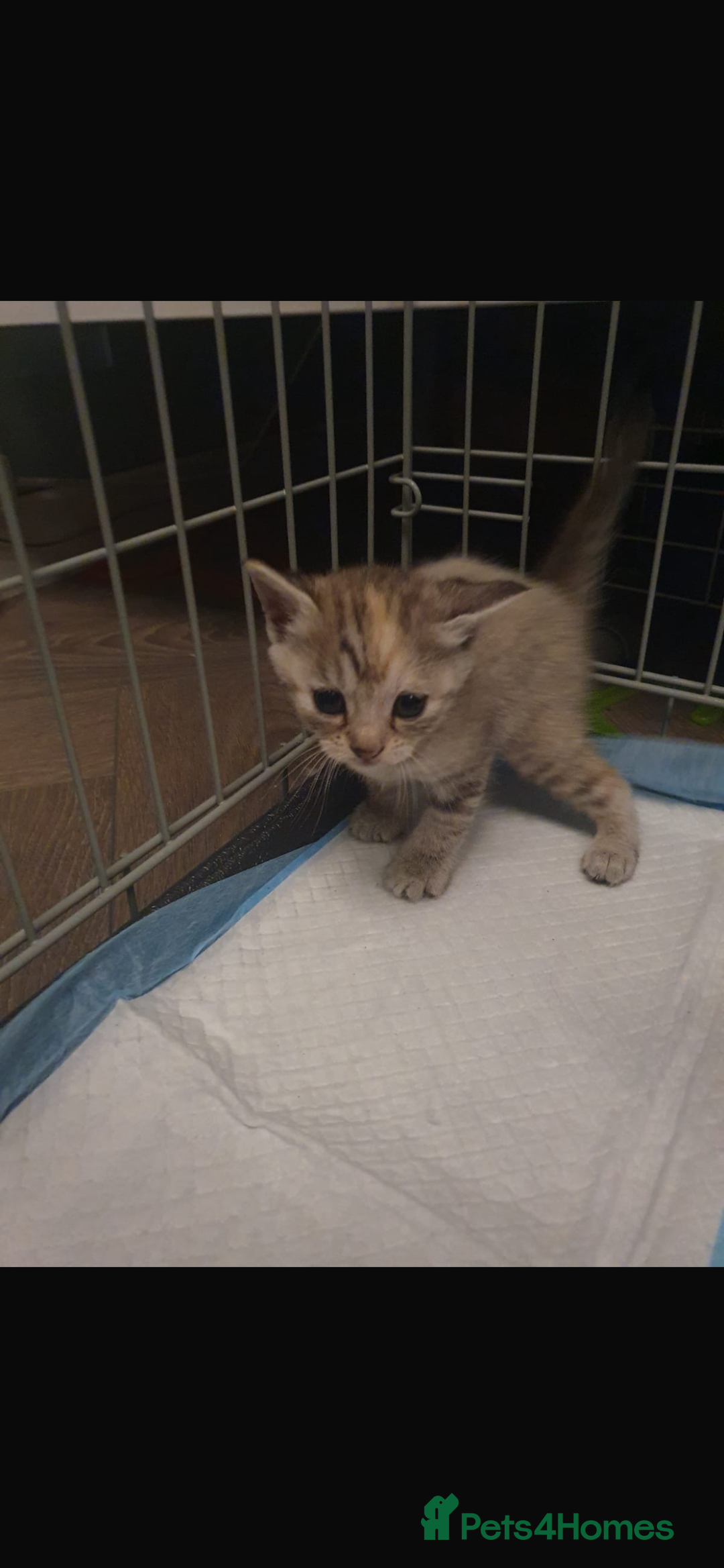 Bengal cats for sale: Cross bengal kittens  - Image 2