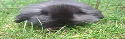 Mini Lion Lop rabbits for sale: Beautiful  baby  rabbits   - Advert 5