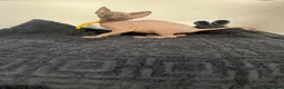 Sphynx cats for sale:     Exceptional TICA Sphynx Kittens  - Advert 7